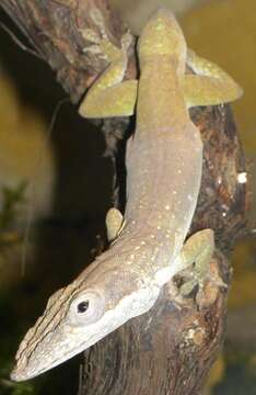 Image of Allison's Anole