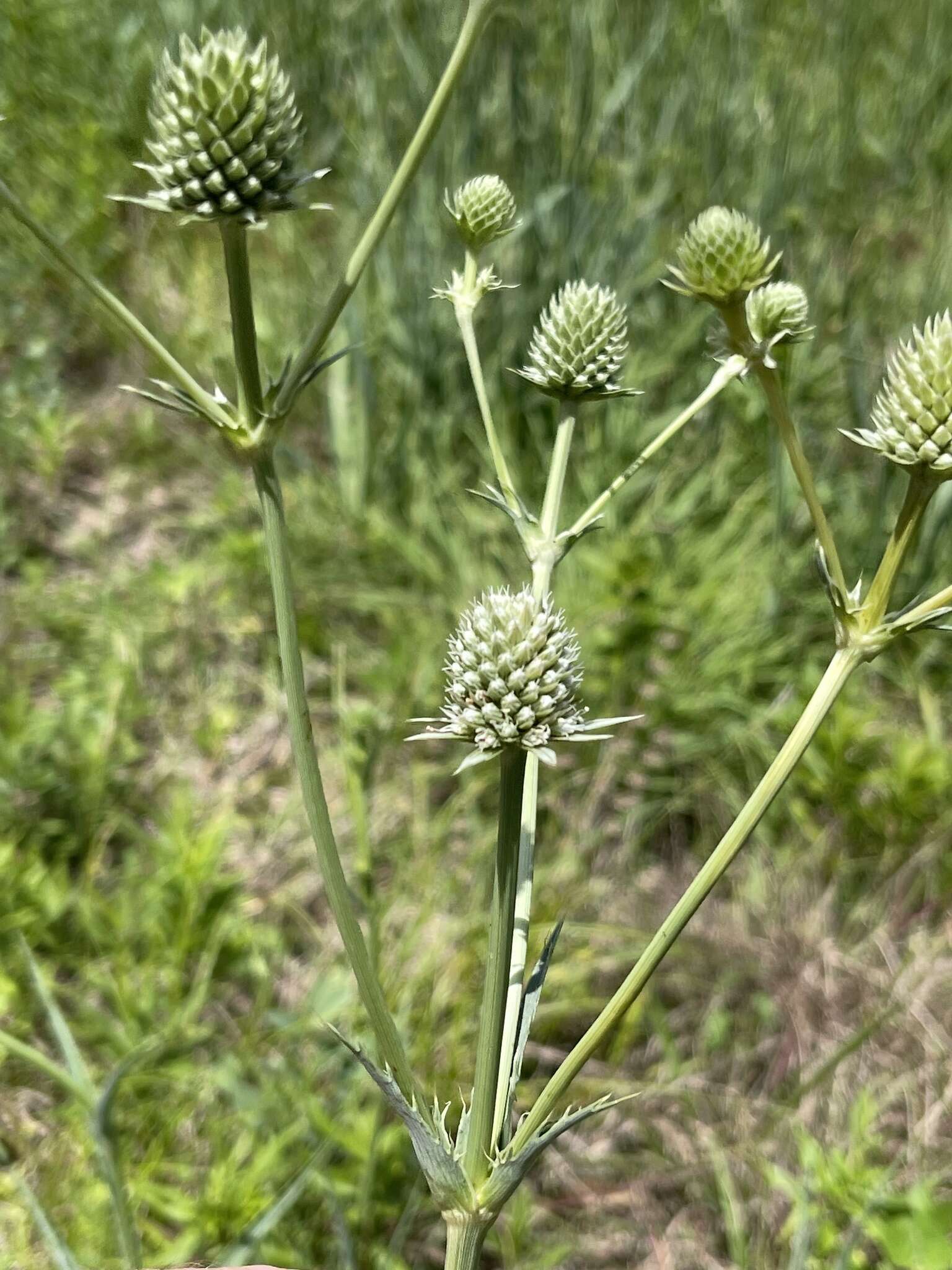 Eryngium yuccifolium var. yuccifolium resmi