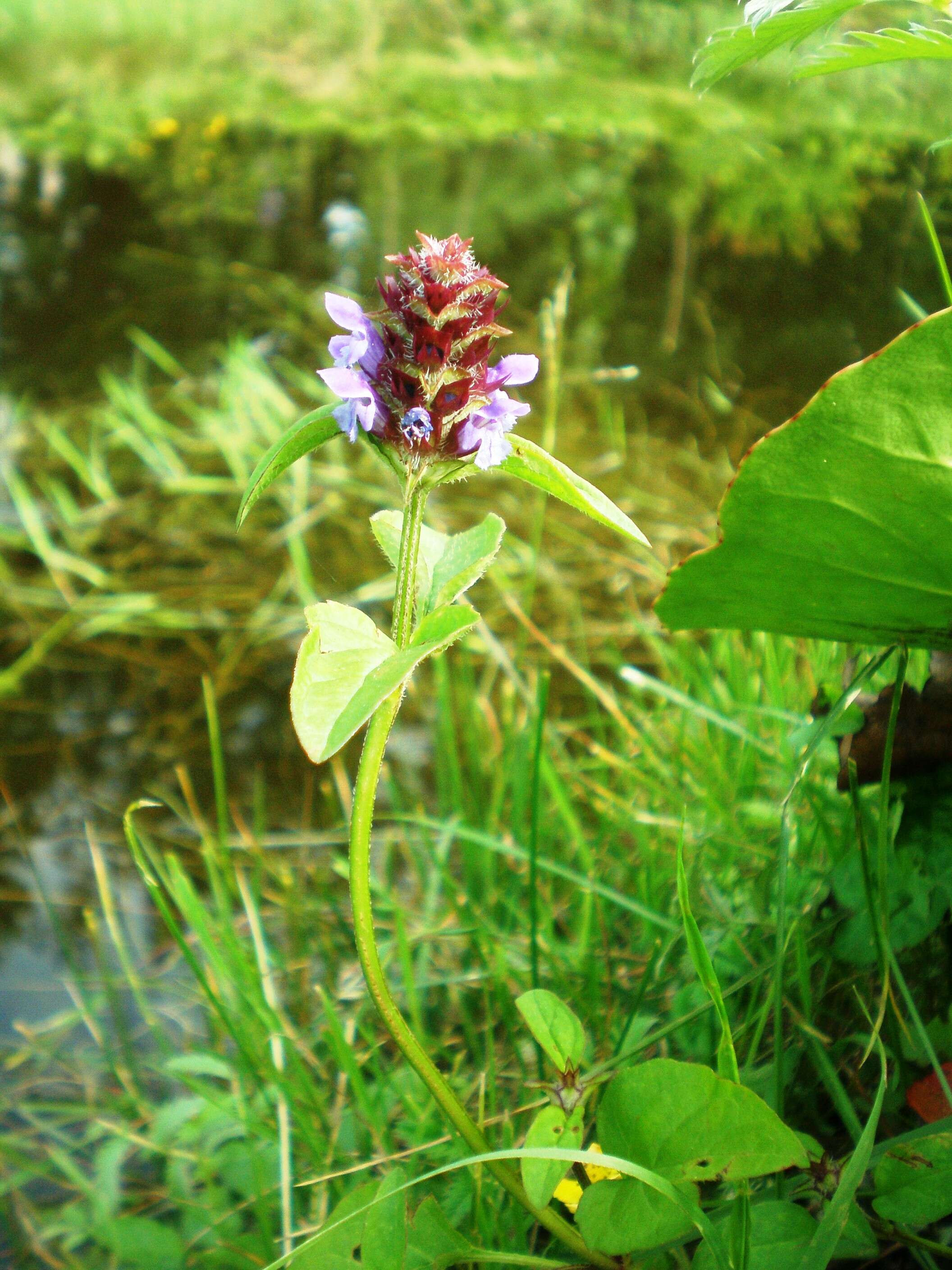 Image of common selfheal