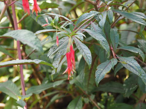 Image of Fuchsia denticulata Ruiz & Pav.