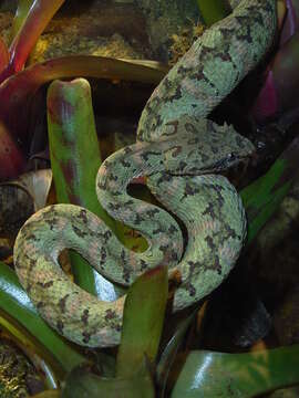 Image of Eyelash Viper