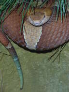 Image of Copperhead