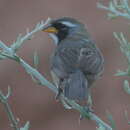 Image of Many-colored Chaco Finch