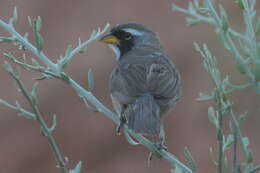 Image of Many-colored Chaco Finch