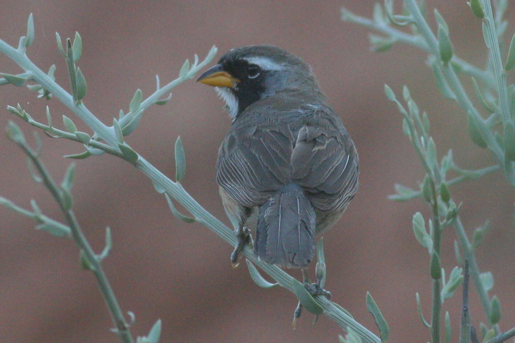 Many colored Chaco Finch Encyclopedia of Life