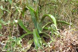 Image of Grijalva's agave