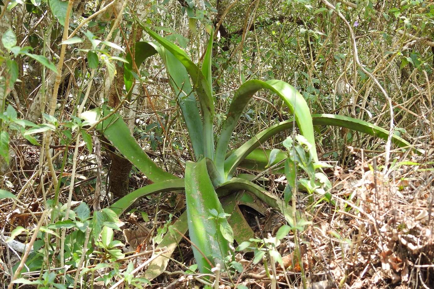 Image of Grijalva's agave