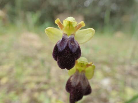 Image of Dark bee orchid