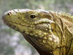 Image of Cayman Island Ground Iguana