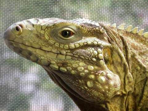 Image of Cayman Island Ground Iguana