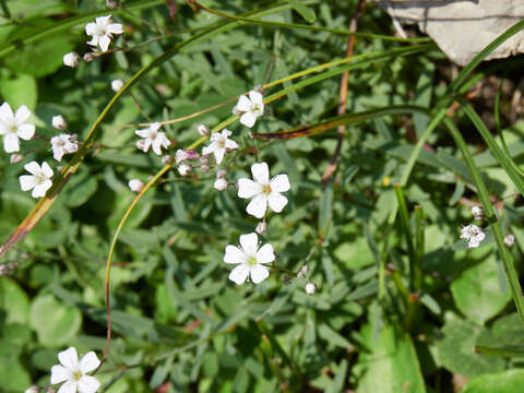 Image of creeping baby's-breath