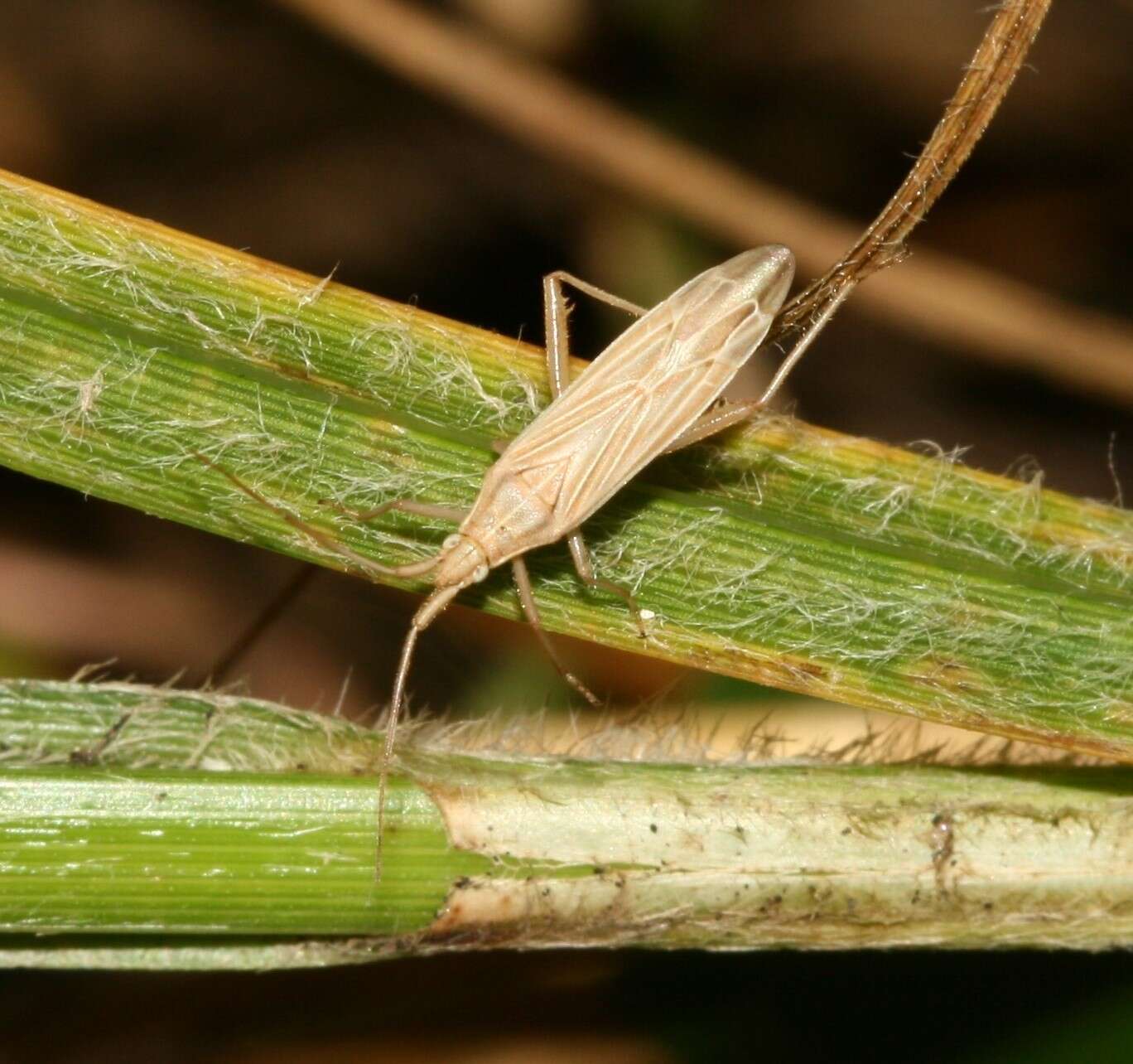 Stenodema calcarata (Fallen 1807) resmi