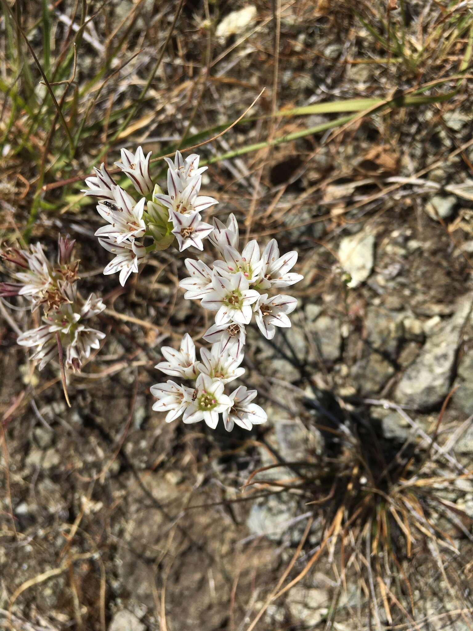 Image of pitted onion