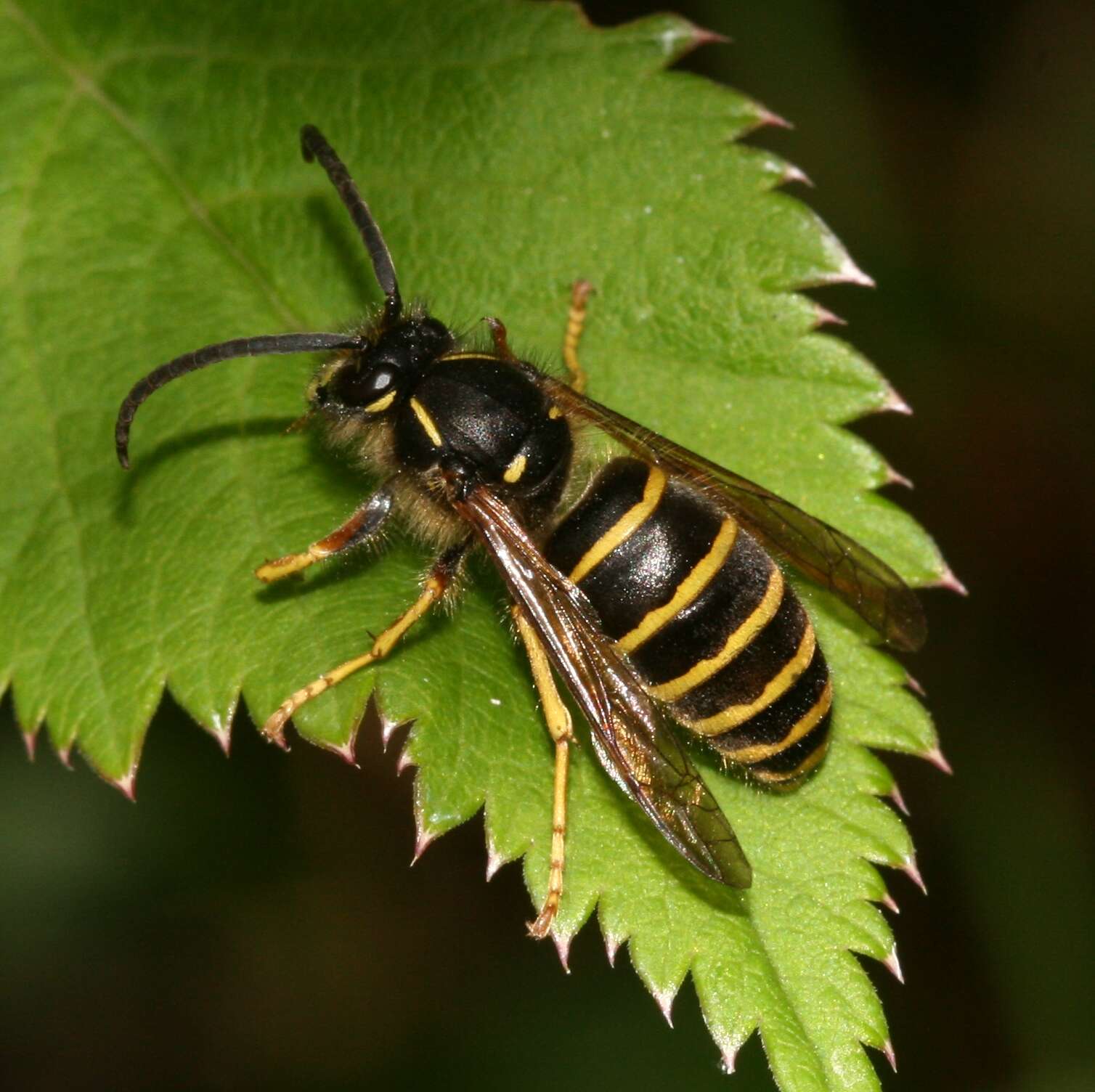 Image of Dolichovespula saxonica (Fabricius 1793)