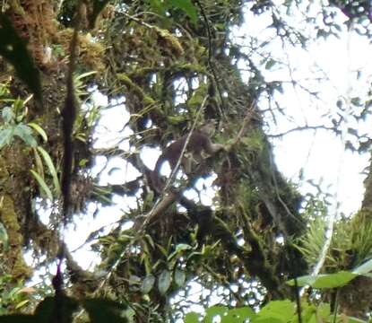 Image of Maranon white fronted capuchin