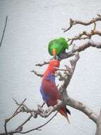 Image of Eclectus Wagler 1832