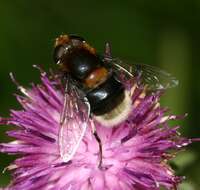 Image of Eristalis intricaria (Linnaeus 1758)