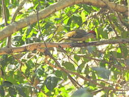 Plancia ëd Campethera abingoni constricta Clancey 1965