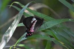 Parides ascanius (Cramer (1775)) resmi