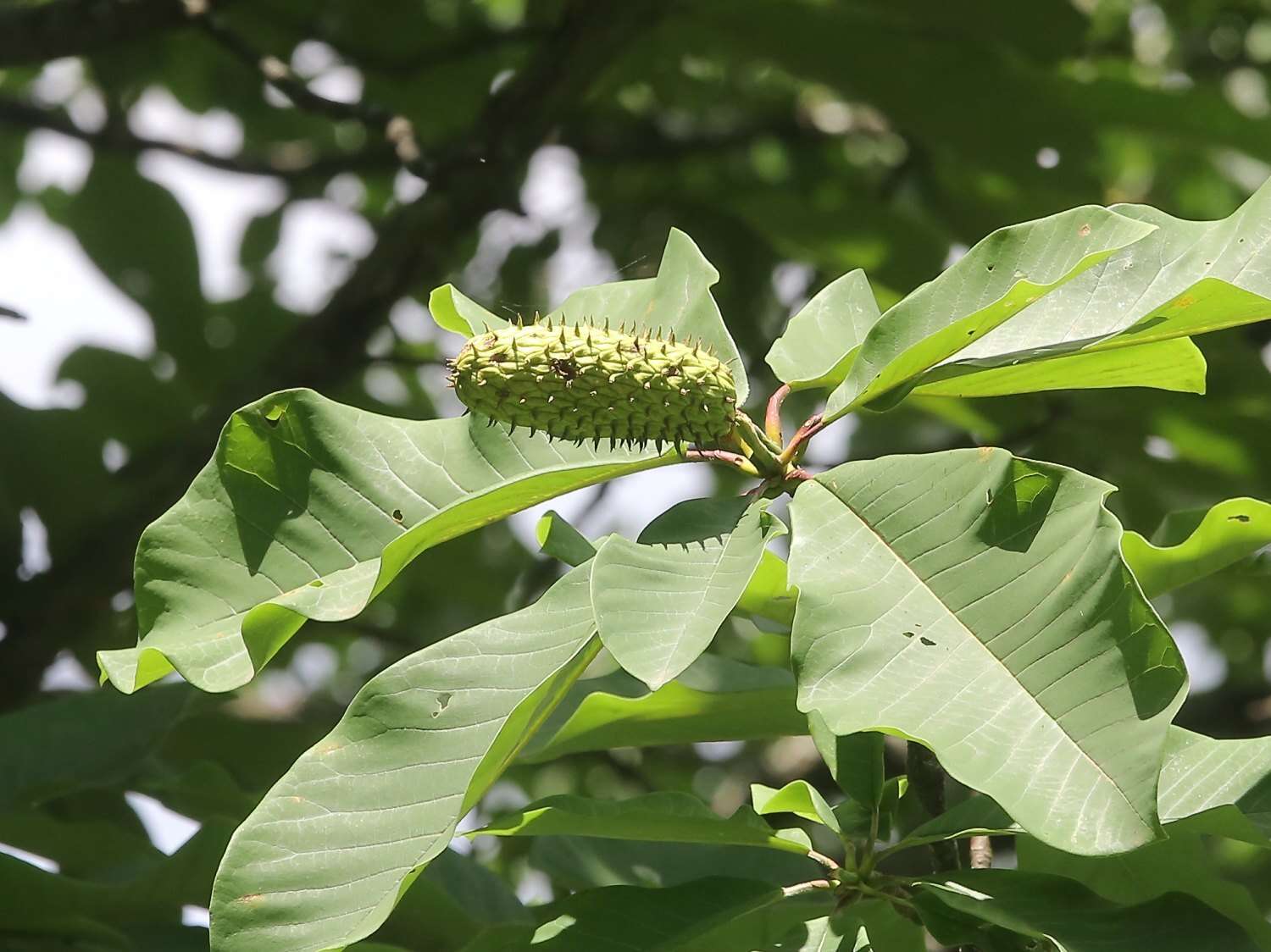 Image of Japanese Big Leaf Magnolia