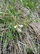 Image of Lathyrus pannonicus subsp. collinus (J. Ortmann) Soo