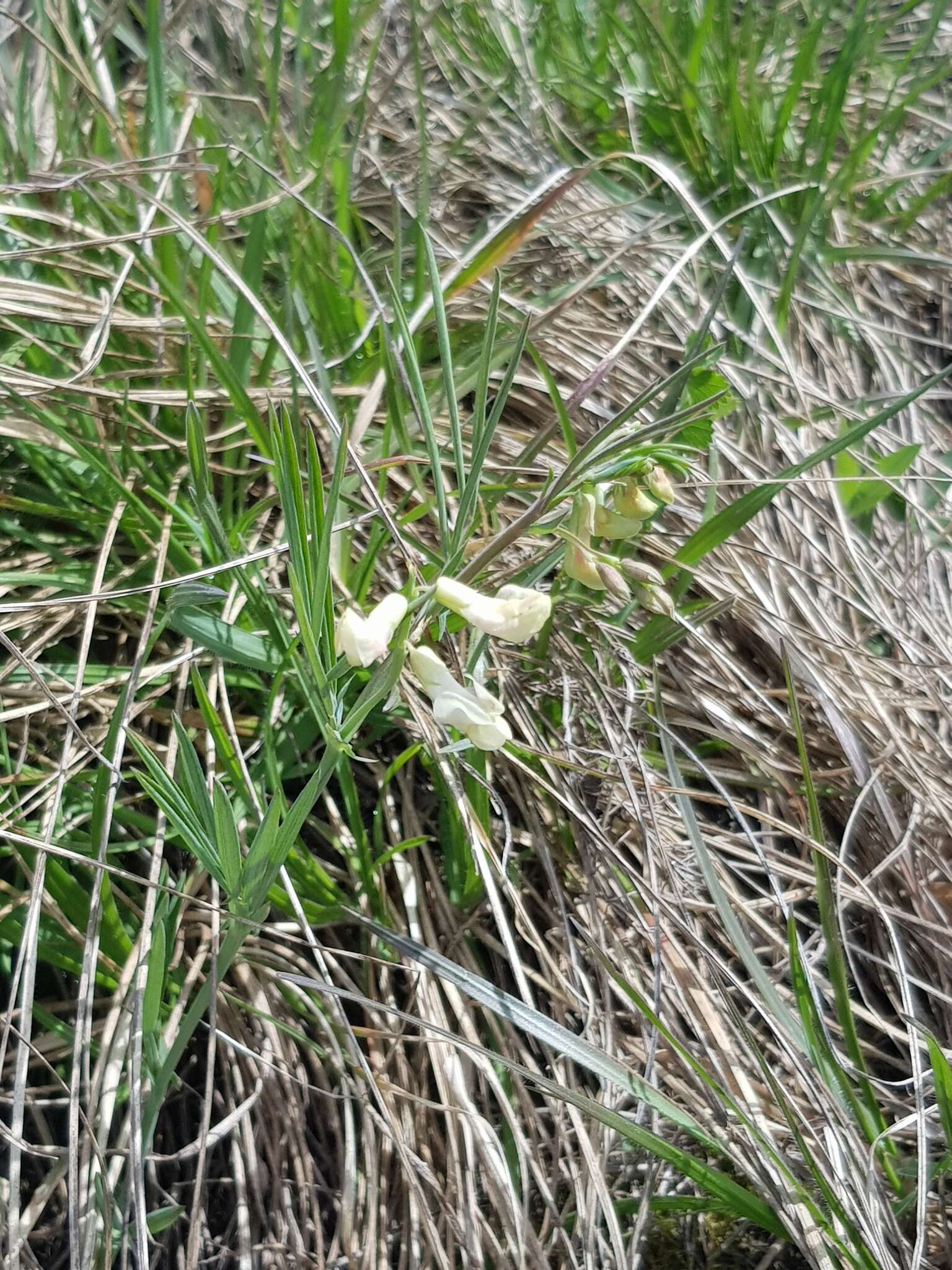 Image of Lathyrus pannonicus subsp. collinus (J. Ortmann) Soo