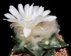 Image of Ariocarpus retusus Scheidw.