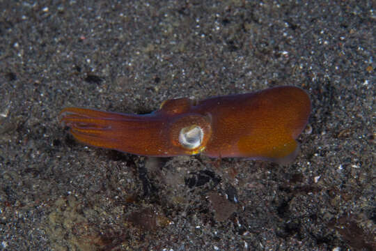 Image of Koch's Bottletail Squid