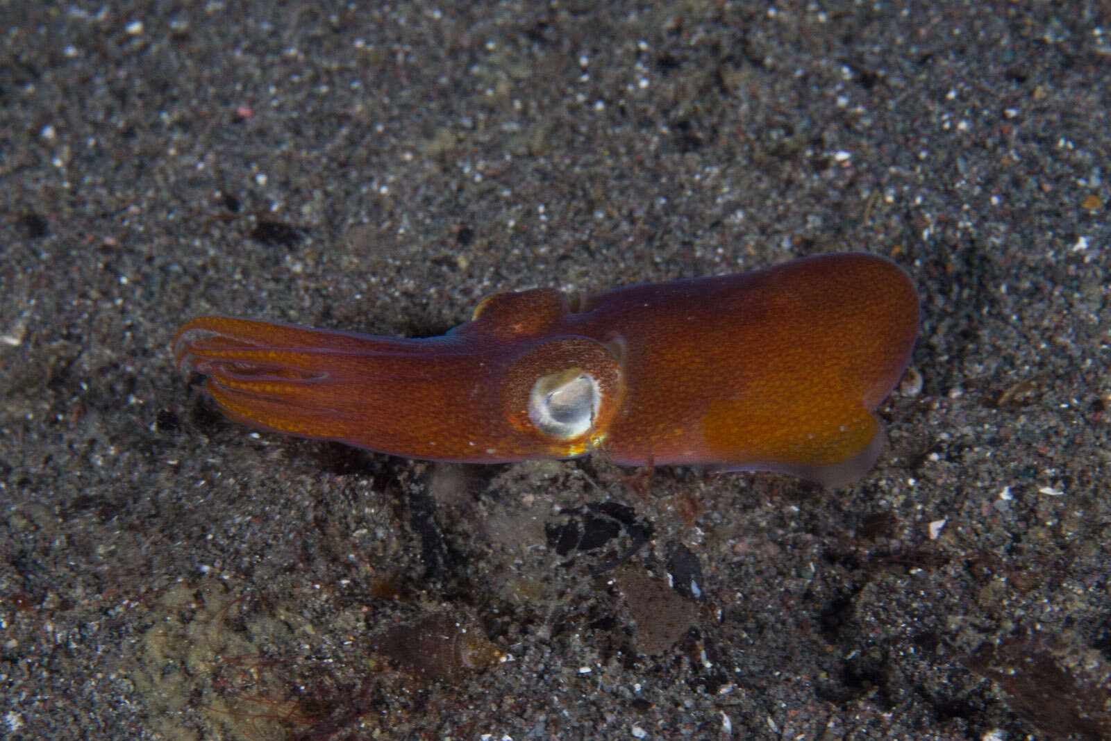 Image of Koch's Bottletail Squid