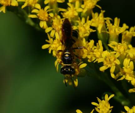 Image of Philanthus gibbosus (Fabricius 1775)