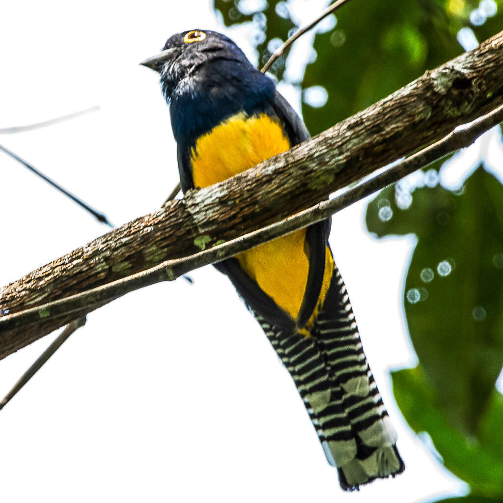 Слика од Trogon violaceus Gmelin & JF 1788