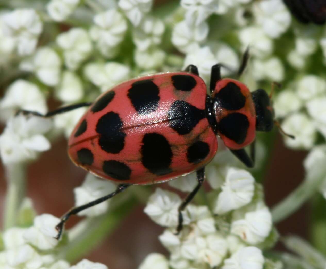 Image de Coleomegilla maculata (De Geer 1775)