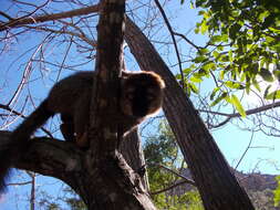 Image of Bennett's Brown Lemur