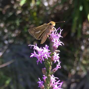 Image of Salt Marsh Skipper