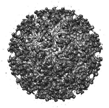 Image of Venezuelan equine encephalitis virus