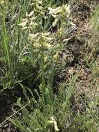 Imagem de Astragalus sheldonii (Rydb.) Barneby