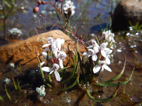 Image of Disa tenella subsp. pusilla H. P. Linder