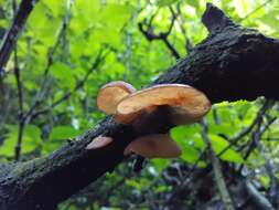 Image of Auricularia minor Kobayasi 1981