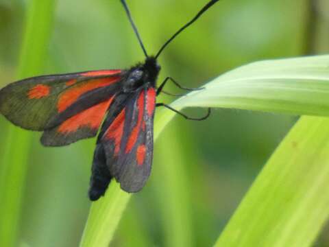 Plancia ëd <i>Zygaena romeo</i>