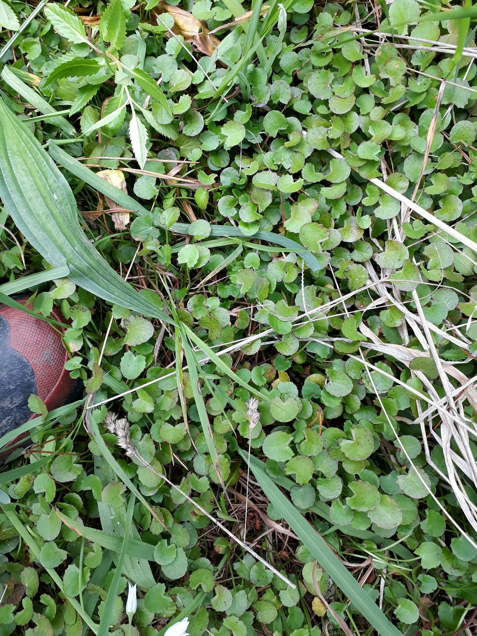 Image of Centella uniflora (Col.) Nannf.