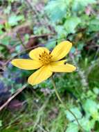 صورة Bidens ostruthioides (DC.) Sch. Bip.