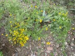 Image of Rothrock's crownbeard