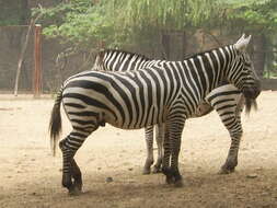 Image of zebra