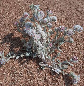 Image of Helichrysum candolleanum Buek