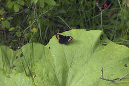 Image of Erebia scoparia