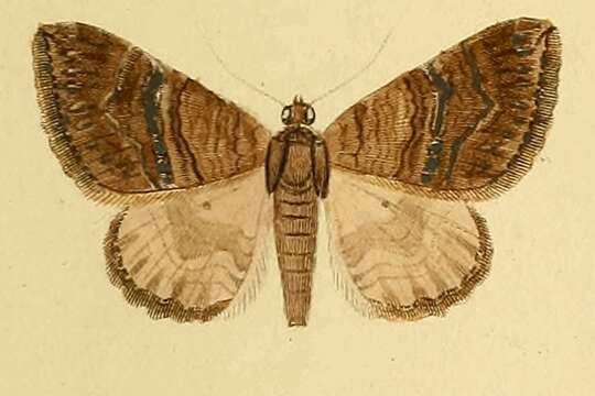 Image of Larentia malvata