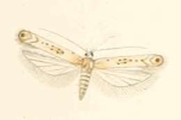 Image of Scrobipalpa halymella Milliére 1864