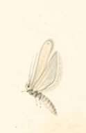 Image of Scrobipalpa halymella Milliére 1864