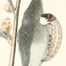 Image of Scrobipalpa halymella Milliére 1864