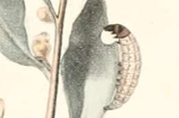 Image of Scrobipalpa halymella Milliére 1864